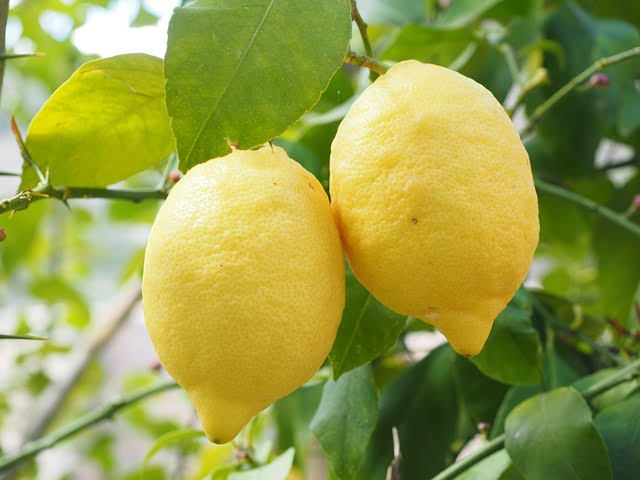 Pour réaliser votre Lemon Curd, choisissez bien vos citrons...