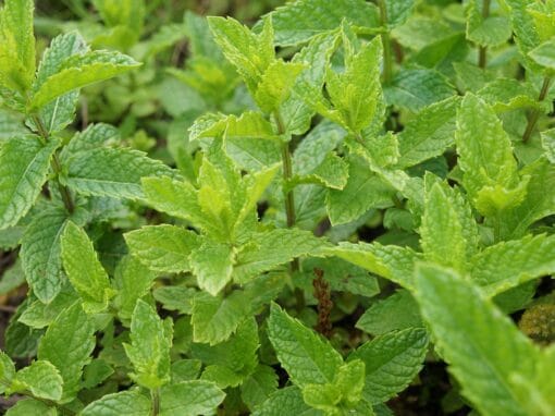 La menthe : le guide complet pour la cuisiner, la cultiver et ne jamais la gaspiller La menthe : le guide complet pour la cuisiner, la cultiver et ne jamais la gaspiller