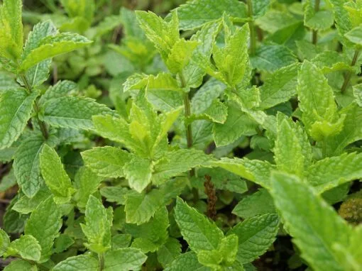La menthe : le guide complet pour la cuisiner, la cultiver et ne jamais la gaspiller La menthe : le guide complet pour la cuisiner, la cultiver et ne jamais la gaspiller