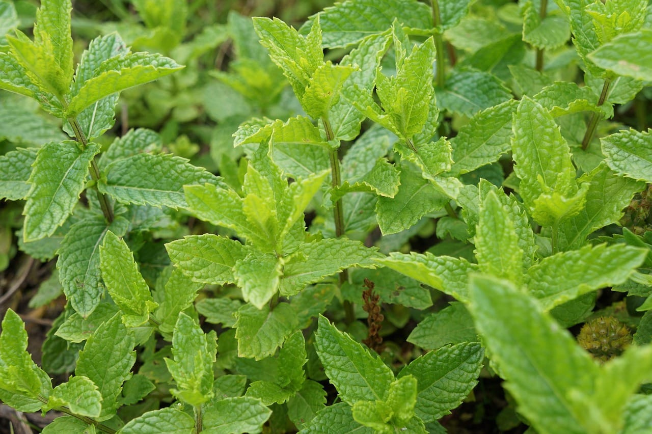 La menthe : le guide complet
