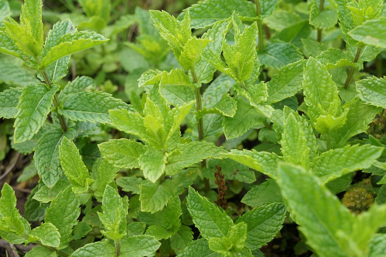 La menthe : le guide complet