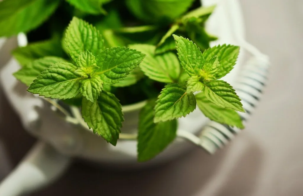 Menthe en pot