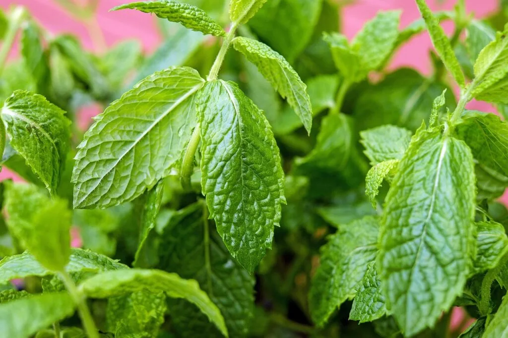 La menthe fraiche parfaite pour réaliser un koso maison